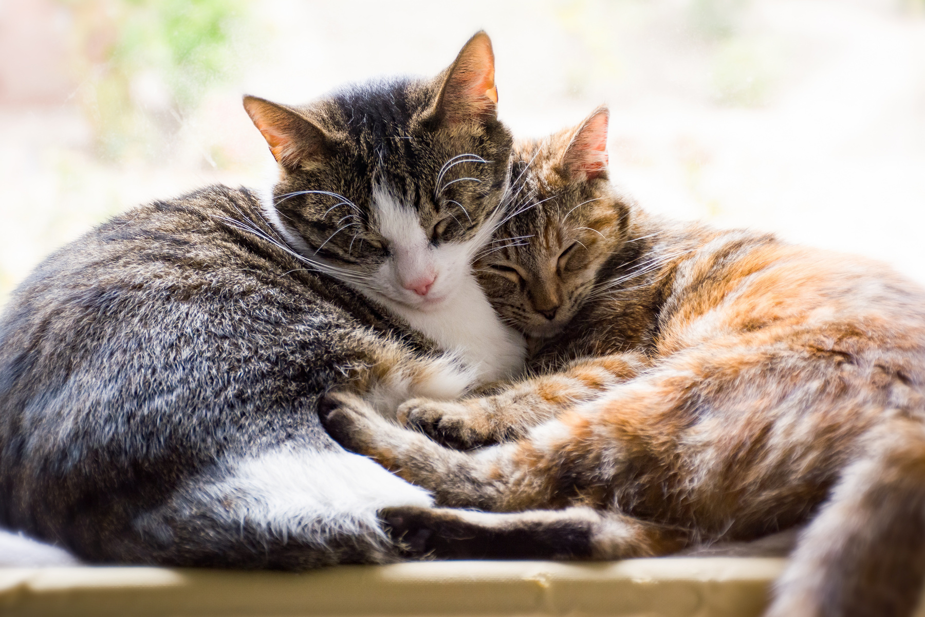 Two Cats Cuddled Up Together